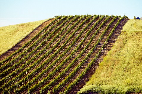Vineyard near Santa Margherita di Blice Agrigento province Sicily Italy DOC Contessa Entellina