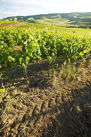 Donnafugata Winery Chardonnay vineyard behind Contessa Entellina Estate near Santa Margherita di Blice Sicily Italy DOC Contessa Entellina