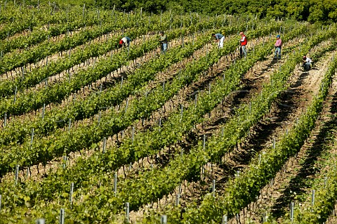 Workers in Chardonnay vineyard of Planeta winery near Sambuca di Sicilia in Contrada Maroccoli Agrigento province Sicily Italy