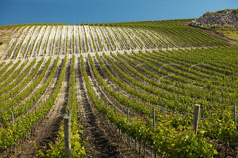 Pinot Noir vineyard of Planeta winery near Sambuca di Sicilia in Contrada Maroccoli Agrigento province Sicily Italy