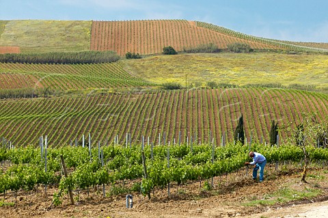 Alfio Tomarchio vineyard manager checking Merlot and Cabernet Sauvignon vineyards at Tenuta Rapital Camporeale Sicily Italy DOC Bianco Alcamo