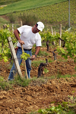 Maintenance in the vineyards of Regaleali  Tasca dAlmerita winery Vallelunga Pratameno Sicily Italy