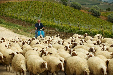 Sheep are brought home by shepherd and cheesemaker Salvatore Tarantino of Regaleali Vallelunga Pratameno Sicily Italy
