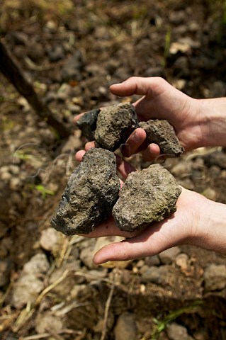 Volcanic soil in the vineyards of Barone di Villagrande at Milo on the eastern slopes of Mount Etna Sicily Italy DOC Etna