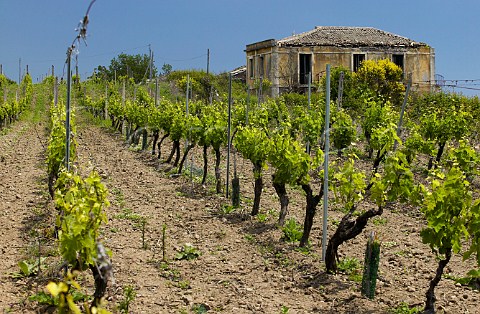 Organic vineyard of Barone di Villagrande at Milo on the eastern slopes of Mount Etna Sicily Italy DOC Etna