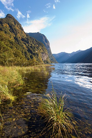 High tide in Doubtful Sound Fiordland National Park South Island New Zealand