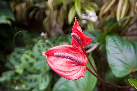 Red Anthurium lily Conservatory of Flowers San Francisco California USA