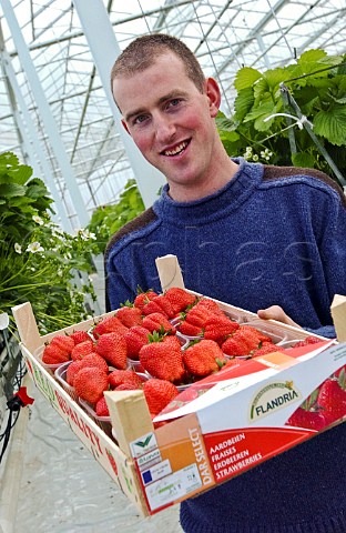 Man holding tray of strawberries in a commercial greenhouse