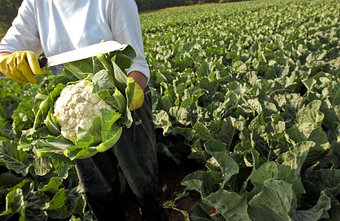 Trimming a cauliflower at harvest time on a Belgian farm