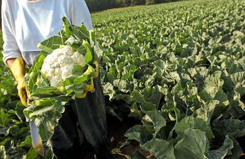 Trimming a cauliflower at harvest time on a Belgian farm