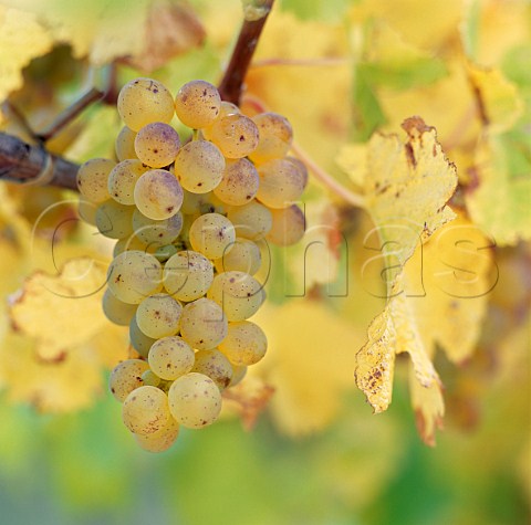 Sauvignon Blanc grapes Marlborough New Zealand