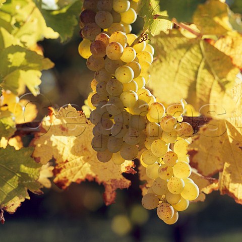 Sauvignon Blanc grapes in vineyard of Cloudy Bay Marlborough New Zealand