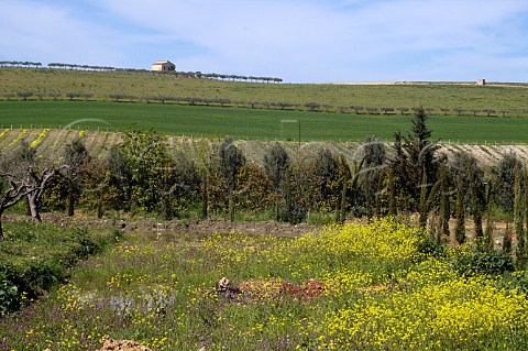 Springtime in vineyard of Donnafugata Contessa Entellina Sicily Italy