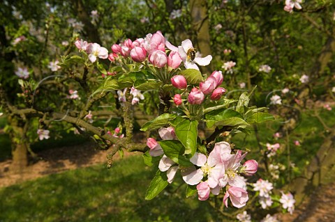 Spring blossom in Almondsbury cider apple orchard Avon England