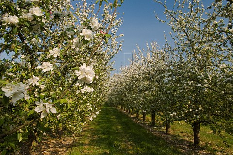 Spring blossom in Almondsbury cider apple orchard Avon England