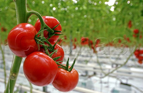Tomato vine in a commercial greenhouse Belgium