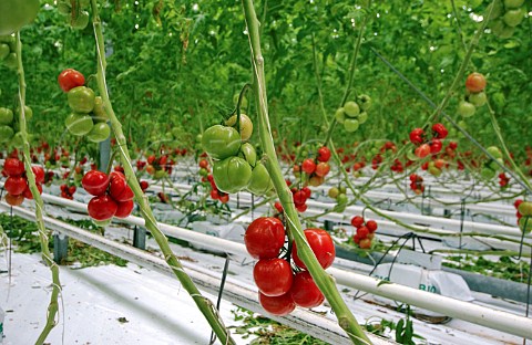 Tomato vines in a commercial greenhouse Belgium
