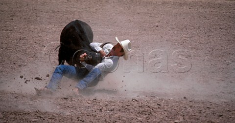 Steer wrestling competition at a rodeo  Utah USA