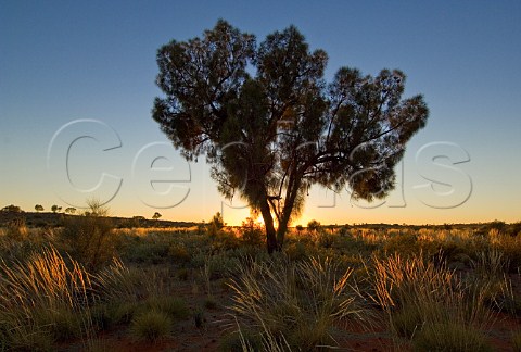 Desert Oak and spinifex Western Australia