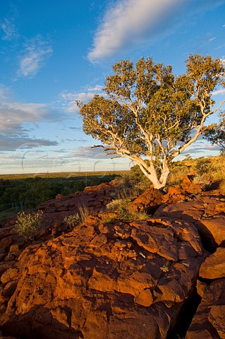 Ghost Gum at sunset Durba Hills Canning Stock Route Western Australia