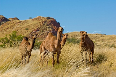 Camels on the Canning Stock Route Western Australia