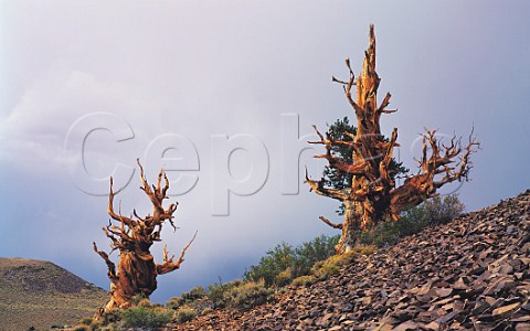 3000 yearold Bristlecone Pines on rocky hillside Inyo National Forest White Mountains California USA