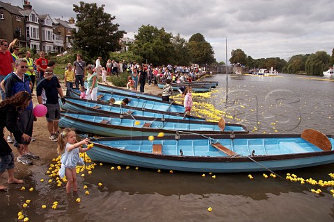 Some of the 165000 plastic ducks get caught up around rowing boats near Hampton Court on the River Thames during the Great British Duck Race 2007 a new Guinness World Record East Molesey Surrey England