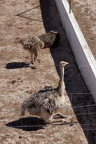 Ostriches at the Baronigg Ostrich Farm Alqueva Alentejo Portugal