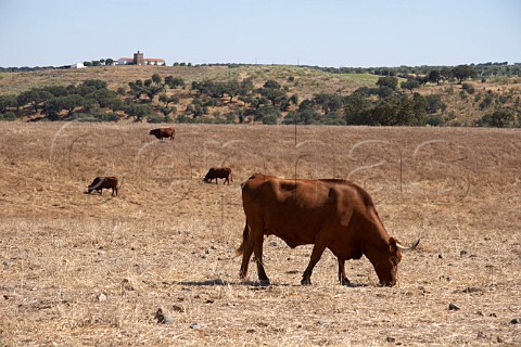 Bulls grazing in field Alqueva Alentejo Portugal