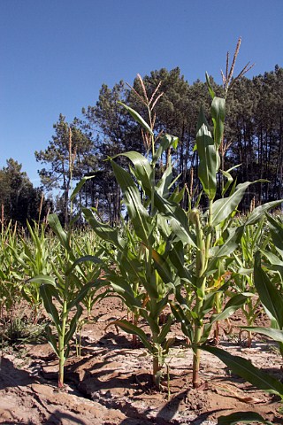 Maize growing Almograve Odemira Portugal