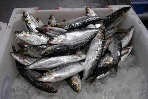 Fresh sardines for sale in fish shop Vila Nova de Milfontes Odemira Portugal