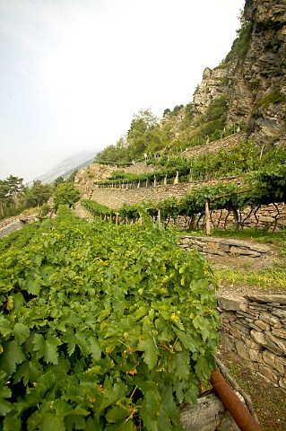 The Viangne vineyard Grown on traditional low pergolas At 1200 meters one of the highest vineyard in Europe Morgex Valle dAosta Italy Morgex et La Salle