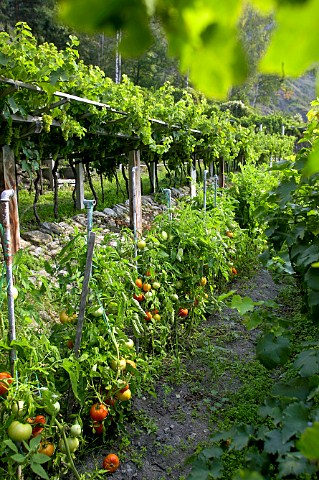 Terraced vines on pergolas with tomatoes growing underneath Morgex Valle dAosta Italy Morgex et La Salle