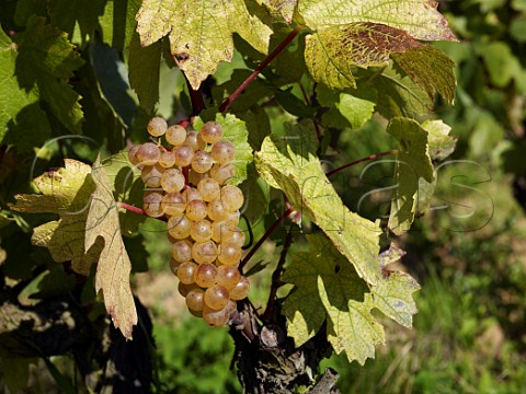 Chardonnay grapes in vineyard of Domaine de la Bongran Jean Thvenet at Quintaine near Cless SaneetLoire France MconCless  Mconnais