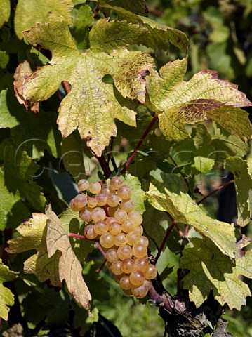 Chardonnay grapes in vineyard of Domaine de la Bongran Jean Thvenet in Quintaine near Cless SaneetLoire France MconCless  Mconnais