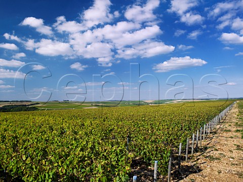 Young chardonnay vineyard on the western edge of the Chablis district near Beine Yonne France Chablis