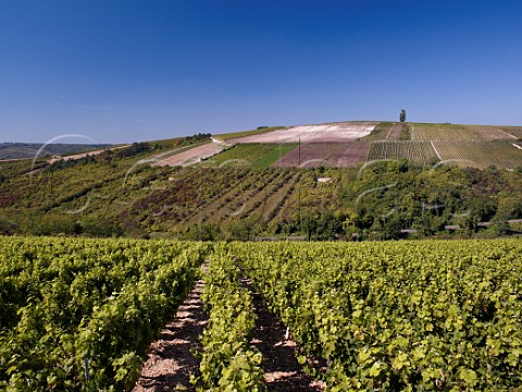 View over vineyards from the Col de Crmant above Bailly Yonne France  Cte dAuxerre