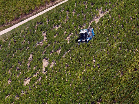 Machine harvesting chardonnay grapes in Grenouilles vineyard Chablis Yonne France Chablis Grand Cru