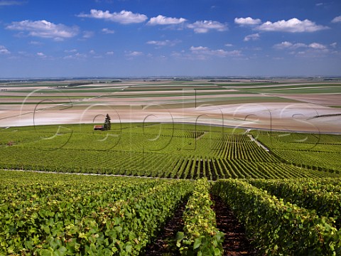 Vineyards on Mont Aim with field patterns beyond BergreslsVertus Marne France Cte des Blancs  Champagne