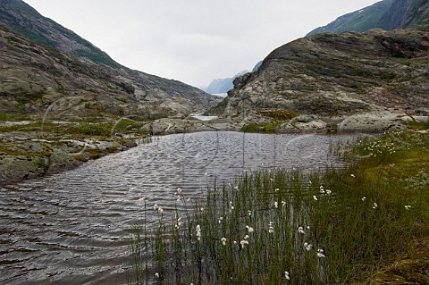 Cotton Grass Eriophorum angustifolium below Tunbergsdals Glacier Leirdal Norway