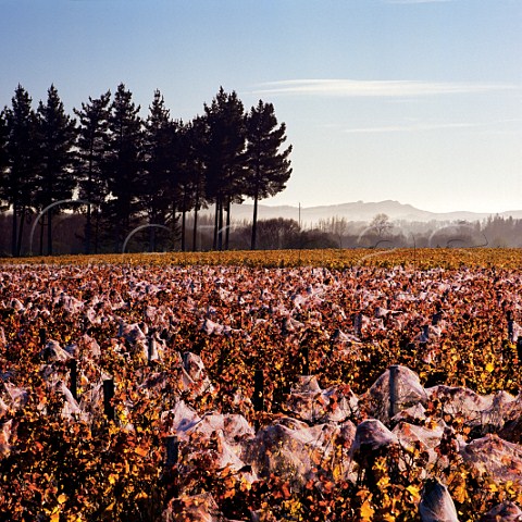 Autumnal Pinot Noir vineyards of Schubert Wines on Dakins Road Gladstone Wairarapa New Zealand