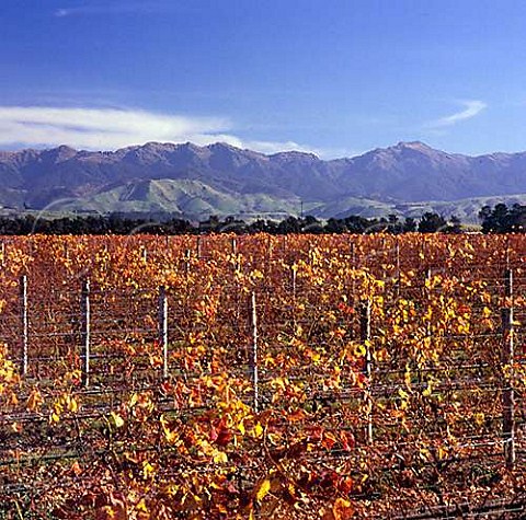 Autumnal vineyards of Matahiwi Estate with Tararua Range beyond Masterton Wairarapa New Zealand