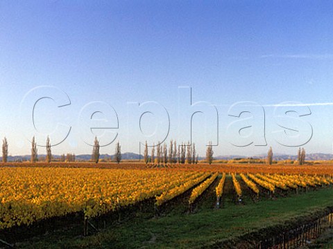 Korokipo vineyard Fernhill New Zealand Hawkes Bay