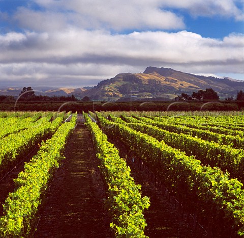 Black Bridge vineyard growers for Bilancia with Te Mata Peak beyond Napier New Zealand Hawkes Bay
