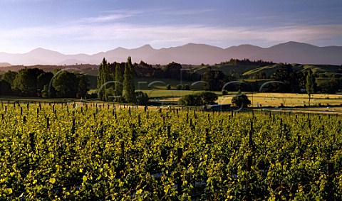 Home Vineyard of Neudorf in the Moutere Hills with Mount Arthur Range in distance Upper Moutere New Zealand Nelson