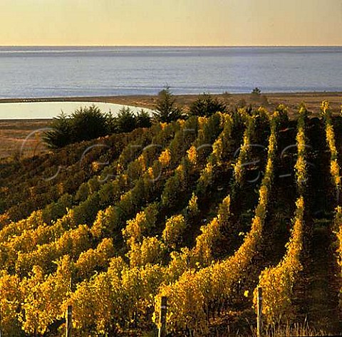Spencer Hill Coastal Range vineyards above the Tasman Bay Nelson  New Zealand Nelson
