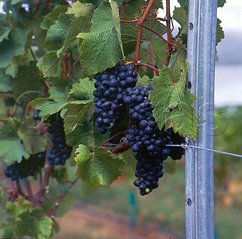 Bunches of StLaurent grapes in Judge Rock vineyard Alexandra Central Otago  New Zealand