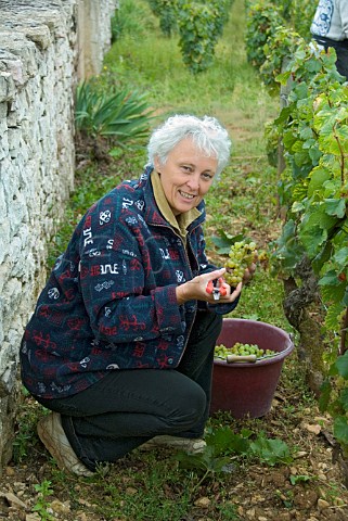 AnneClaude Leflaive harvesting Chardonnay grapes in the Domaine Leflaive parcel of Le Montrachet vineyard PulignyMontrachet Cte dOr France  Cte de Beaune Grand Cru