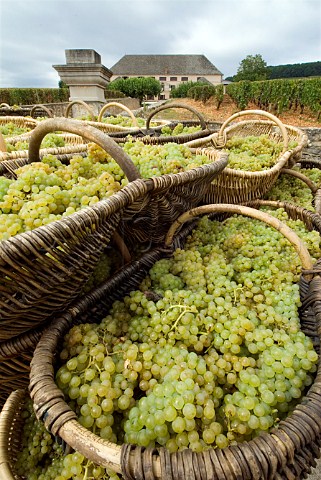 Traditional wicker baskets of harvested Chardonnay grapes from Corton Charlemagne vineyard of Louis Latour AloxeCorton Cte dOr France   Cte de Beaune Grand Cru