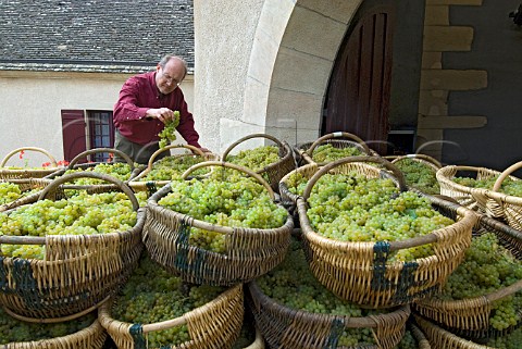 Denis Fetzmann with traditional wicker baskets of harvested Chardonnay grapes from Corton Charlemagne vineyard outside Chteau CortonGrancey of Louis Latour AloxeCorton Cte dOr France   Cte de Beaune Grand Cru